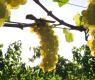 Uvas (Nauro J&uacute;nior/Agencia RBS)