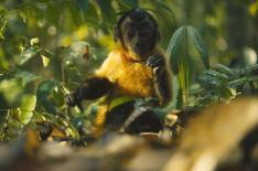 Araqu�m Alc�ntra�/�Divulga��o