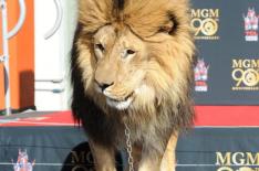 Leo the Lion�/�Divulga��o