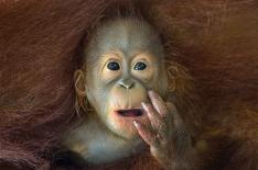 Chin Boon Leng/ Reprodu��o worldphoto.org�/�