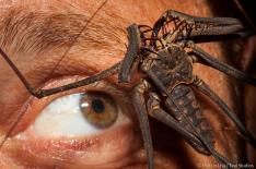 Marcio Lisa,Txai Studios�/�Divulga��o