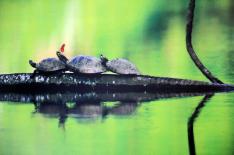 Salmo Duarte/Agencia RBS