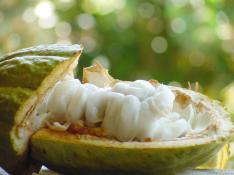 Governo de MS�/�Divulga��o 