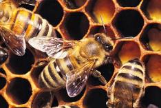 Divulga��o/Seapa �/�