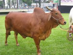 Lenara Londero, Canal Rural/