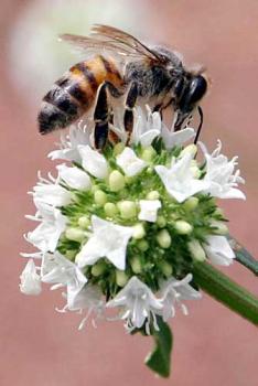 Moraes Neto, Ag�ncia Sebrae�/�