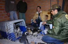 Animais foram atingidos por uma mancha de &oacute;leo na costa brasileira -  Porthus Junior 