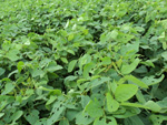 Dano foliar, 10%, sem necessidade de inseticidas