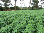 Lavoura do agricultor: Soja com bom desenvolvimento, BRS 295 RR