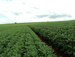 Lavoura experimental, 2 poca 48 dias, 1 poca 66 dias