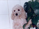 Dono: Elizete Curcio - e-mail - elizetekc@hotmail.com  Nome: Yasmin tambm  atende por Mimi Raa: Poodle  Yasmin sumiu na Rua Moura em So Jos no ltimo sbado.