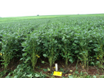 Soja com 80 dias aps germinao estdio R4