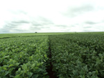 Lavoura experimental, segunda poca 58 dias e primeira poca com 66 dias