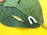 Lagartas mortas pela ao do baculovirus (esquerda) do Nomuraea (direita)