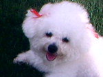 Contato da Dona (Raquel): (48) 91572922. Nome: Dolly. Raa: Bichon Fris Branca. A raa  parecida com um poodle. A Dolly est desaparecida desde o dia 22/12/10 em Jurer Internacional.