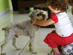 Contato da Dona (Fabrcia): (48) 33338328 ou 84117211. e-mail: fotografa@fabriciapinho.com.br. Nome: Teddy. Raa: Schnauzer.  Teddy esta com o corte da raa, e desapareceu no Saco do Limes, onde estava a pouco tempo.