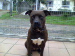 Contato da Dona (Karina): (47) 30329310. E-mail: karina@vipturismo.tur.br. Nome: Rebeca.  Raa: Pitbull. Desapareceu no dia 24/12/2010 no bairro Floresta de Joinville, ela tm cor chocolate,  dcio e atende pelo nome de Rebeca, fugiu de casa, e estava sem a coleira.