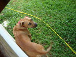 Contato do Dono (Fernando): (48) 91082120 e-mail: fernando.dus@gmail.com  A minha Cachorra, Lua, est sumida. Ela foi vista pela ltima vez no dia 12/01 por volta das 17 horas na rua onde moro, no Rio Tavares. Ela no  brava, mas tem um medo extremo de chuva e trovo. Ela fica muito desesperada quando chove, e foi a que ela sumiu. Gostaria muito de alguma informao. Estou procurando ela por toda parte, pois ela  grande e assusta um pouco.