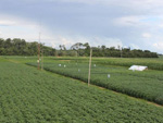 Vista Geral da Vitrine e da Unidade Demonstrativa com Cultivares Convencionais de Soja da Embrapa