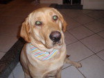 Contato do Dono (Renato): (48) 9653-2008 ou 3369- 6178 e-mail: arengelke@hotmail.com  Nome: Gaia Raa: Labrador  Minha Labradora desapareceu em Jurer  Internacional  dia 15/11/2010,  ela  se chama  Gaia,  tem  dois  anos, foi  operada (castrada) h 5 meses atrs e tem esta marca na regio de baixo.   supoer  mansa,  brincalhona.