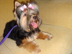 Contato da Dona (Joseane): (48) 84011141 e-mail: josi0304@hotmail.com   Nome: Marrie Raa: Yorkshire  Ela fugiu nesse domingo dia 16/01, em frente ao Supermercado Imperatriz do Kobrasol. Essa foto foi tirada uma hora antes de ela fugir, foi exatamente assim que ela estava, se algum reconhecer favor entrar em contato pelo telefone 84011141 ou 84011341, Josi ou Thiago. Ela faz parte da famlia,  como uma filha, e est fazendo muita falta mesmo.