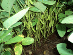 Planta de soja, estdio R6