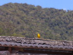 Nova Rssia, Blumenau