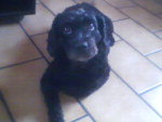 Contato da Dona (Taise):  3242 9881  Cachorra desaparecida no loteamento Belmar, Palhoa, atrs do antigo Clube Cruzeiro! Ela  cega, tem 10 anos e  da raa poodle.