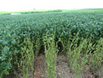 Lavoura experimental, BRS 294 RR, espectativa de bom rendimento