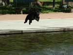 Flagrado no momento do pulo, outro cachorro busca refresco no lago da Redeno