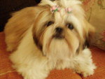 Contato da Dona (Nikoly de Souza): (48) 84735060  e-mail: nikolykatianedesouza@yahoo.com Nome: Mel Raa: Shih Tzu   Mel desapareceu sexta-feira(4) s 18:00 h, ela era companheira de Nikoly, 12 anos, que est muito preocupada com sua cachorrinha. Ela tm duas feridas no pescoo causadas por uma doena de pele.