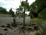 Rua Regente Feij no Bairro Itoupava Seca