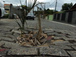 Rua Olavo Bilac no Bairro da Velha