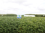 BRS 252 (SERENA) em duas pocas de plantio. Cultivar com ciclo mais longo e ainda sem previso de colheita
