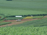 Vista panoramica, manejo integrado de pragas, 115 dias apos a germinao