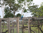 Arara Azul em recuperao. Ela chegou na fazenda com ferimentos, e est se recuperando para voltar a natureza