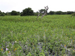 Paisagem do Pantanal matogrossense