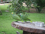 Existem papagaios inmeros. Para onde voc olha, enxerga estas aves