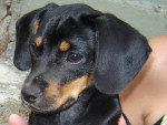 Contato (Rogeria) - (48) 99582631 - Procura-se o dono de uma cadela, filhote de salsichinha, de cor preta, encontrada no bairro da Trindade dia 11.02.11.