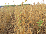 Soja BRS294 RR, 128 dias aps a germinao com bom aspecto