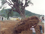 31 de julho de 1998 - rvore  transplantada