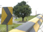 Julho de 2008 - rvore faz 10 anos de transplantada