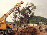 31 de julho de 1998 - rvore  transplantada