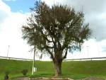 28 de maro de 2010 - A rvore j transplantada para o novo local