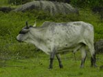 animais da propriedade... Criciuma-SC