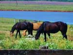 esta  da estancia santa luzia em quarai terra gaucha terra de gaucho tropeiro