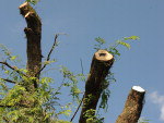 20 de abril de 2011 - Segundo especialista, aps poda, parte verde dar uma sobrevida  rvore