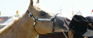ABQM