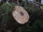 20 de abril de 2011 - Segundo especialista, parte verde dar uma sobrevida  rvore