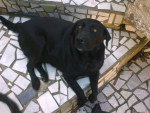 Contato do dono (Karen): (48) 84597663 - Nome: Kauany, Labrador  Ol. Minha cachorra labrador preta com trs anos e meio sumiu hoje dia 23.03.2011 de casa, no bairro Forquilhinhas, So Jos. Ela atende pelo nome de Kauany, toda preta com uma mancha branca pequena no peito. Est acima do peso. Qualquer informao favor contatar Karen 84597663. Por favor me ajudem. Obrigada